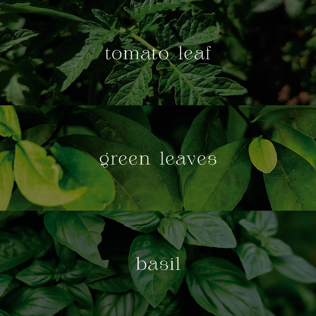 Botanical Infusion - Tomato Leaf, Green Leaves, Basil