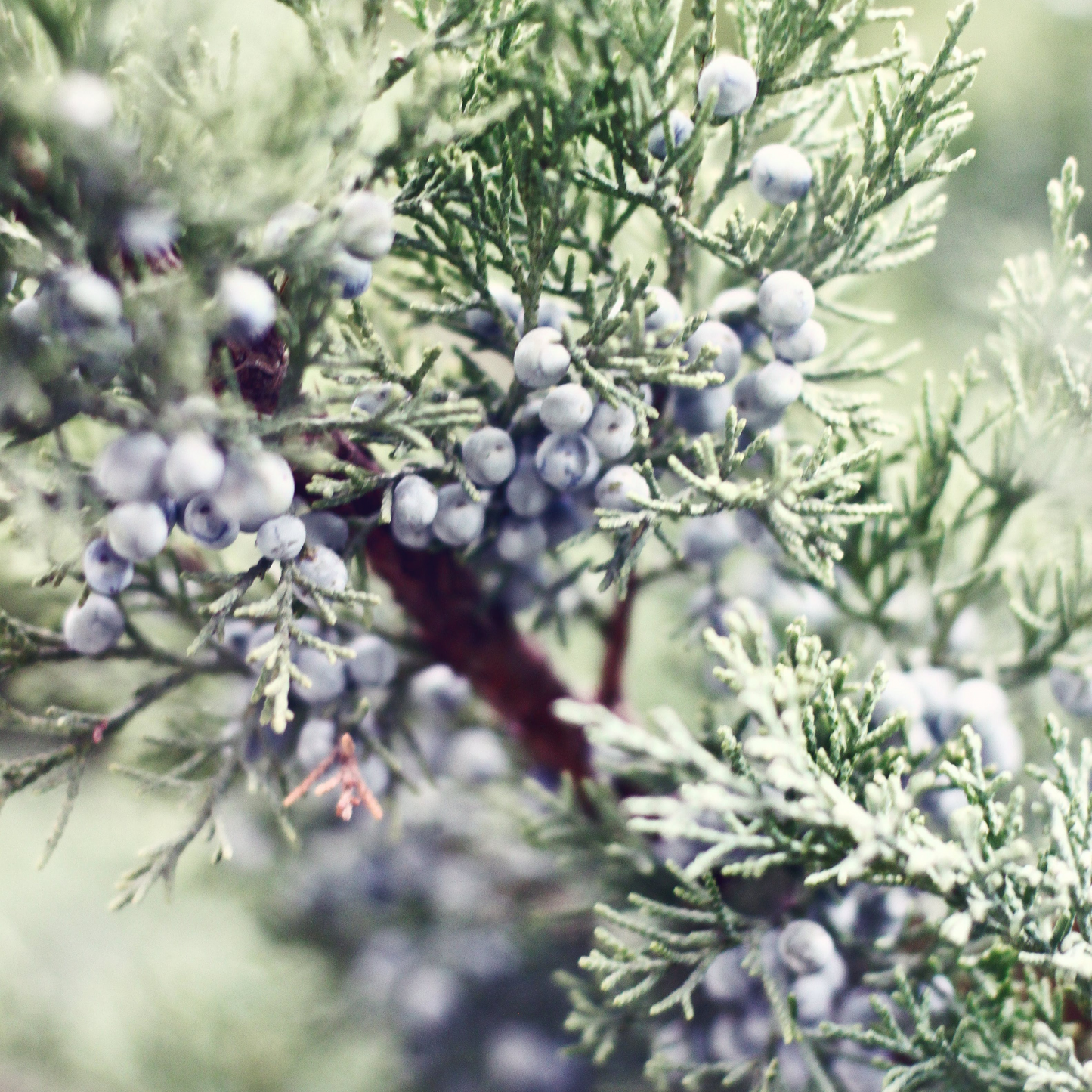 Winter berries - Lavender, Berries wax melt snap bar