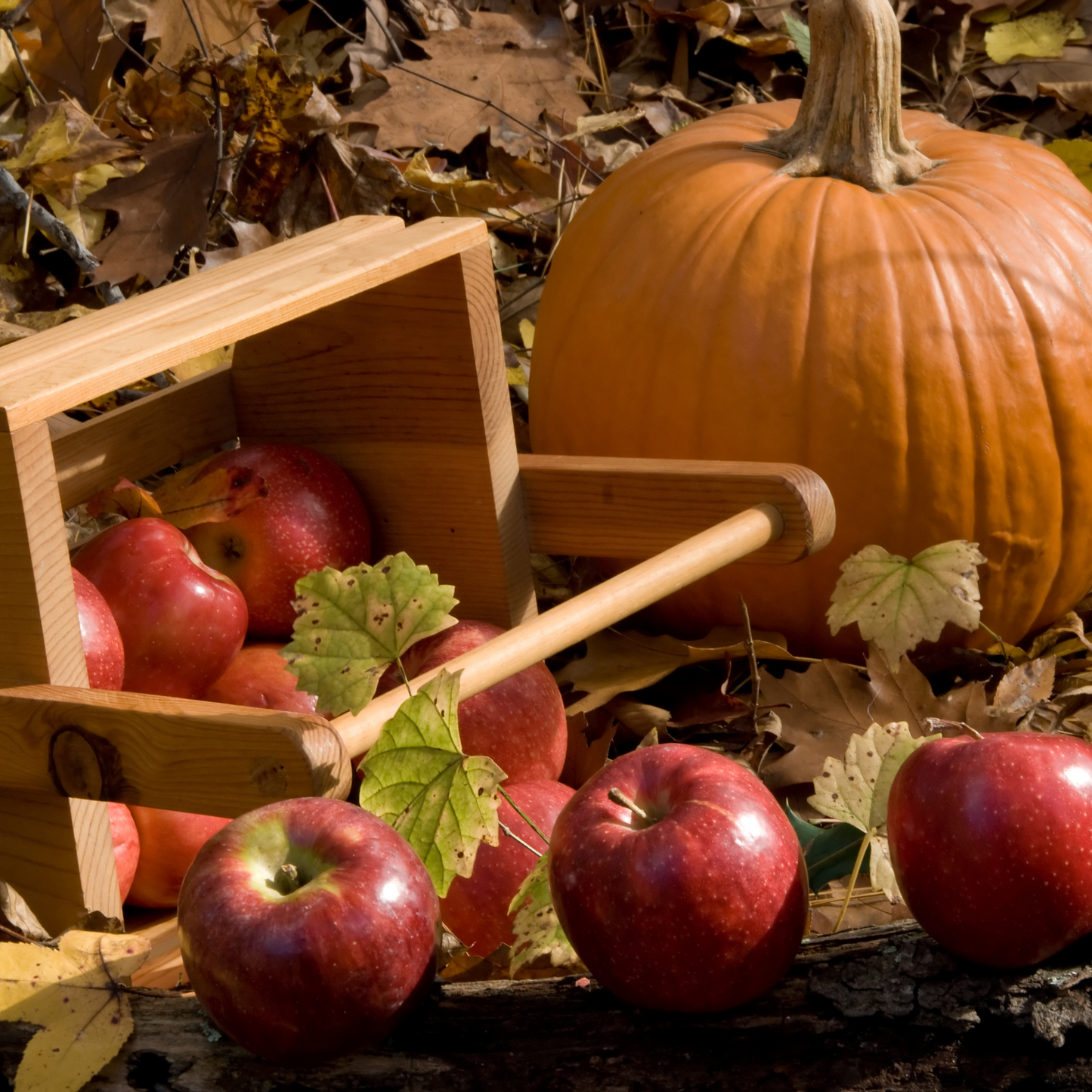 Pumpkin swirl - Apple, Pumpkin wax melt snap bar